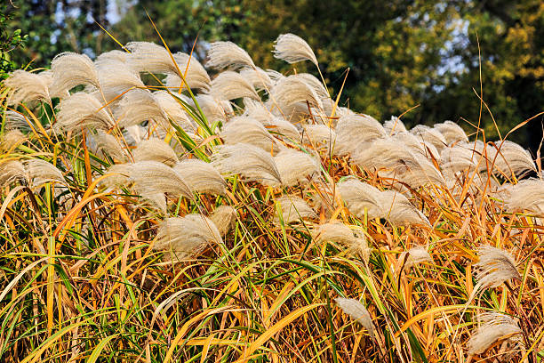 istock White reed flowers in autumn 537188155