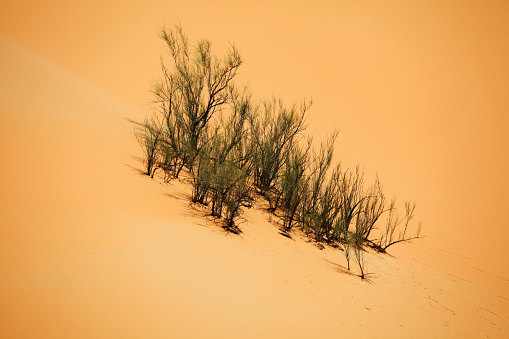 Plants growing on the slopes of a massive sand dune in Liwa, UAE