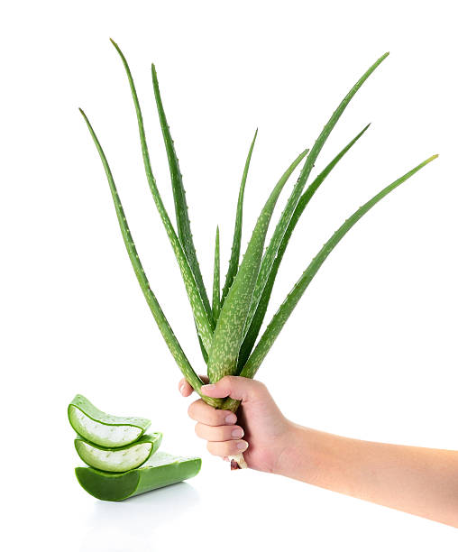 istock hand holding aloe vera fresh leaf. isolated over white background 537190187