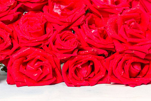 istock Natural red roses with water drops background 537190249