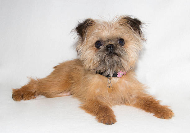 Brussels Griffon A portrait of a beautiful furry Brussels Griffon. I think these dogs must have been the inspiration for the Ewoks in Star Wars. brussels griffon dog lying down stock pictures, royalty-free photos & images