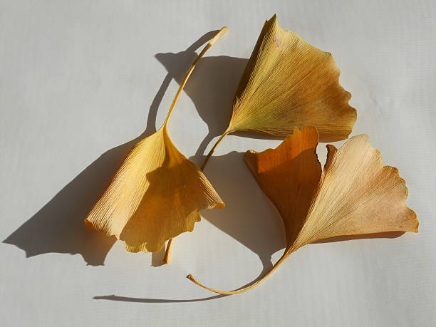 istock Leaf of the ginkgo 537190503