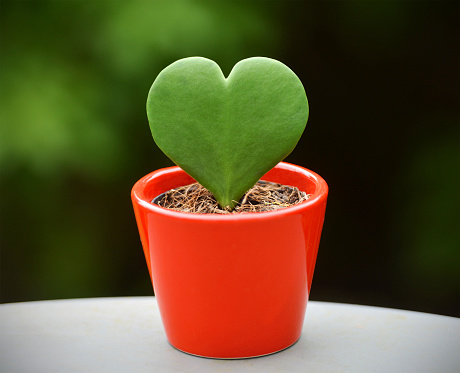 A heart shaped cactus plant
