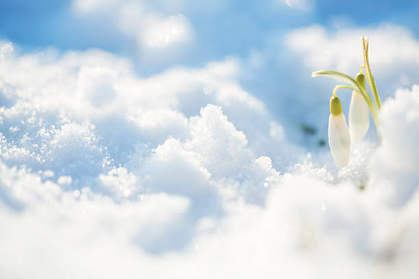 Snowdrops in cold spring