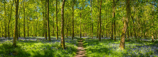 chemin de terre à travers la forêt de printemps vert verdoyant idyllique woodland panorama - forest fern glade copse photos et images de collection