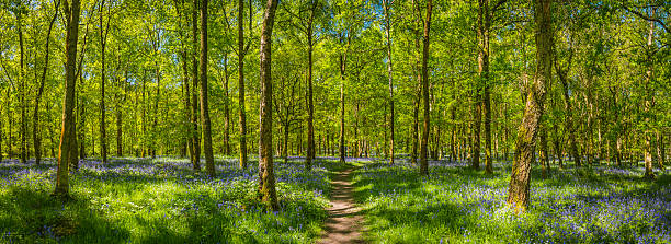 istock Earth trail through idyllic spring forest leafy green woodland panorama 537191669