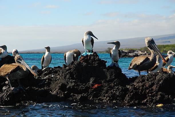 Blue Footed Boobies and Brown Pelicans Standing on Volcanic Rock  sula nebouxii stock pictures, royalty-free photos & images