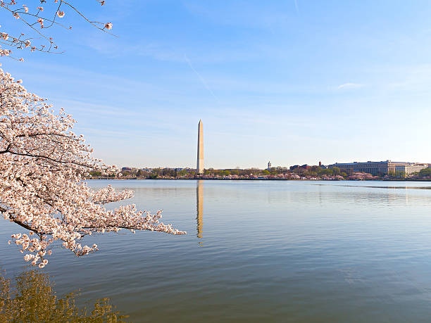 istock Washington Monument during the Cherry Blossom festival in spring 537205850