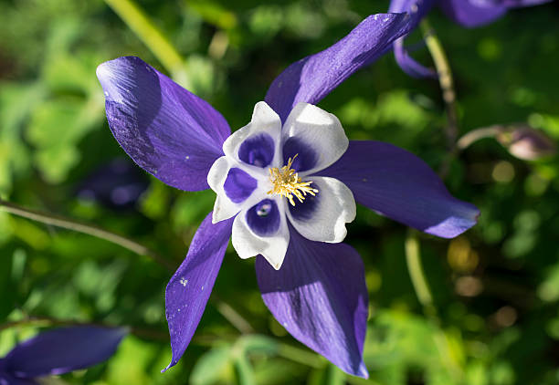 istock aquilegia flower 537206612