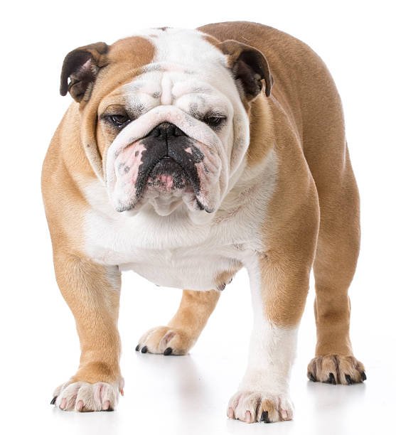 istock female english bulldog 537207002