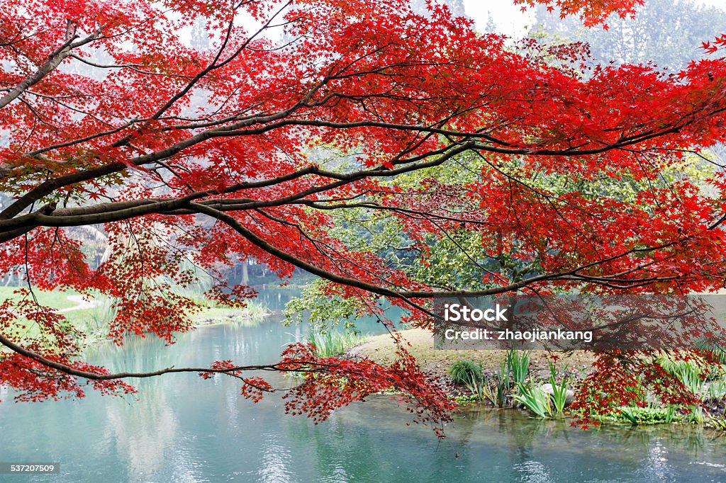 Beautiful red maple trees Beautiful maple trees in autumn 2015 Stock Photo