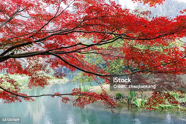 Beautiful Red Maple Trees Stock Photo - Download Image Now - 2015, Autumn, Autumn Leaf Color