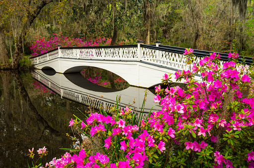 Charleston South Carolina Spring flowers and blooming azaleas garden in lowcountry SC