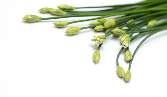 Chive flowers. White background