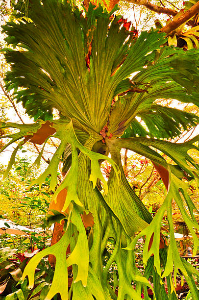 Crown Staghorn, Indian Staghorn Fern. on tree Crown Staghorn, Indian Staghorn Fern. on tree sponger stock pictures, royalty-free photos & images