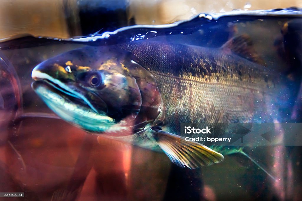 Chinook Coho Salmon Close Up Issaquah Hatchery Washington State Salmon Head Close Up Oncorhynchus tshawytscha Issaquah Hatrhery Washington.  Salmon swim up the Issaquah creek and are caught in the Hatchery.  In the Hatchery, they will be killed for their eggs and sperm, which will be used to create more salmon. 2015 Stock Photo