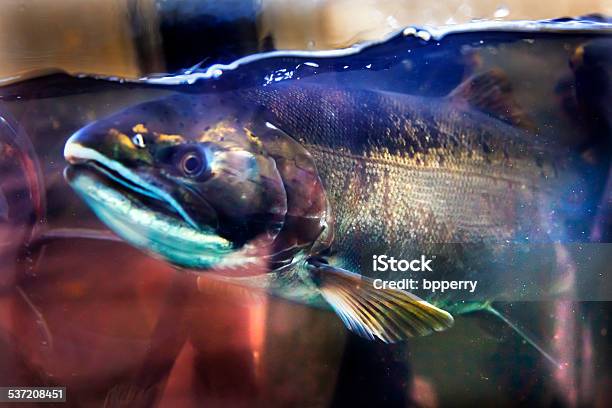 Chinook Coho Salmon Close Up Issaquah Hatchery Washington State Stock Photo - Download Image Now