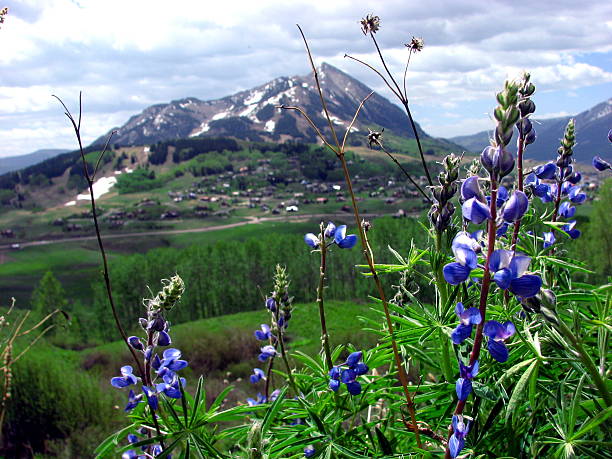 Crested Butte, Colorado is a popular ski town that boasts a beautiful wildflower season in the spring. Shot taken of purple lupine flower in foreground, with Crested Butte mountain in the background, slightly out of focus. Colors of blues and  greens.