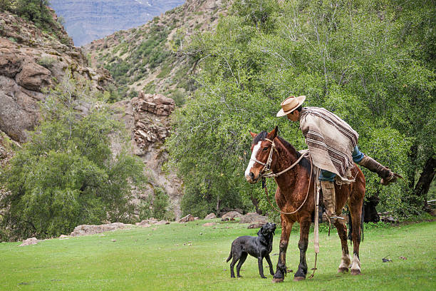 istock Cowboy mounts his horse in Chile 537208857