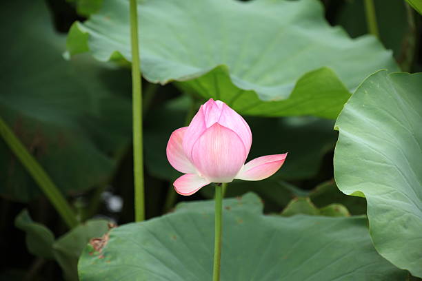 istock Lotus in Ueno Park 537209363