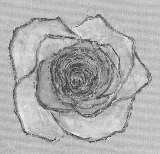 Rosa no preto e branco - ilustração de arte vetorial
