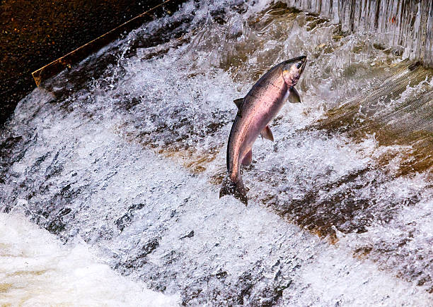 istock Chinook Coho Salmon Jumping Issaquah Hatchery Washington State 537210005