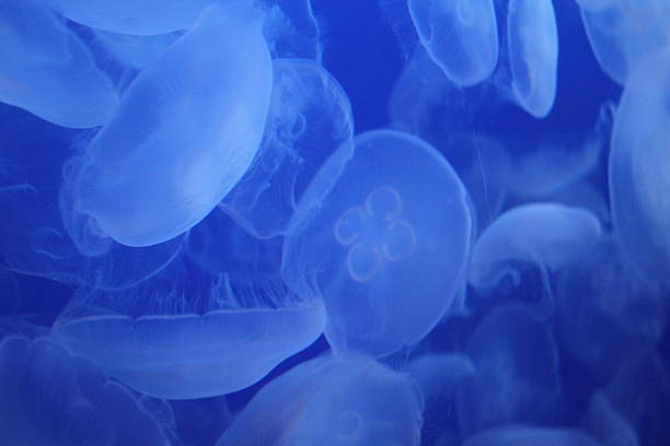 istock Jellyfish in Japanese aquarium 537210127