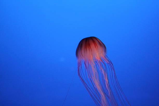 istock Jellyfish in Japanese aquarium 537210317