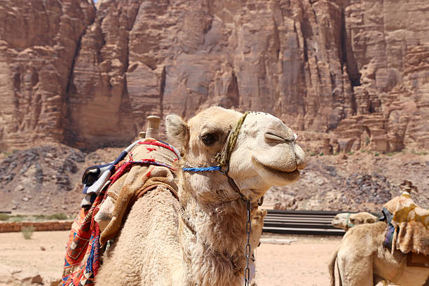 istock Camel in the Wadi Rum Desert, Jordan 537210423