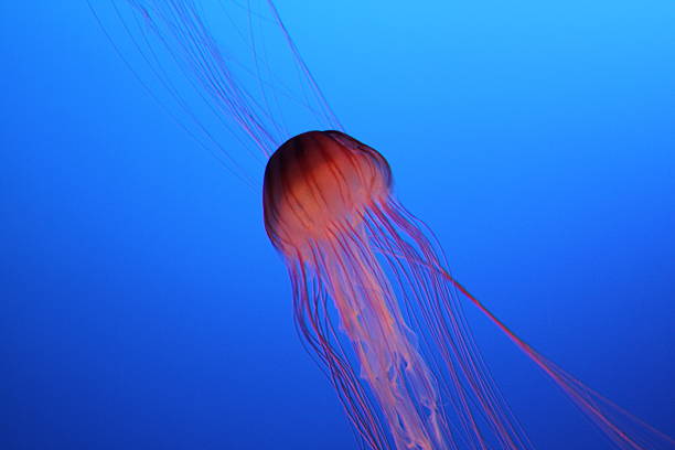 istock Jellyfish in Japanese aquarium 537210485