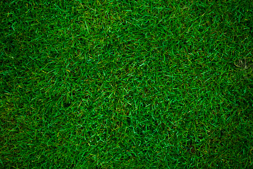 Grass Background Pictures | Download Free Images on Unsplash