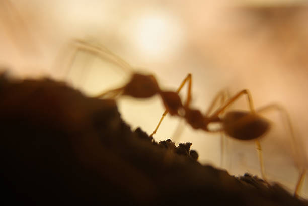 istock blur  closeup Red Ant walking  on a branch. 537212163