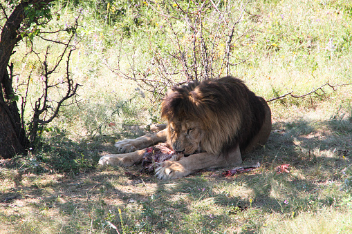 Lion eats prey big piece of meat with bones