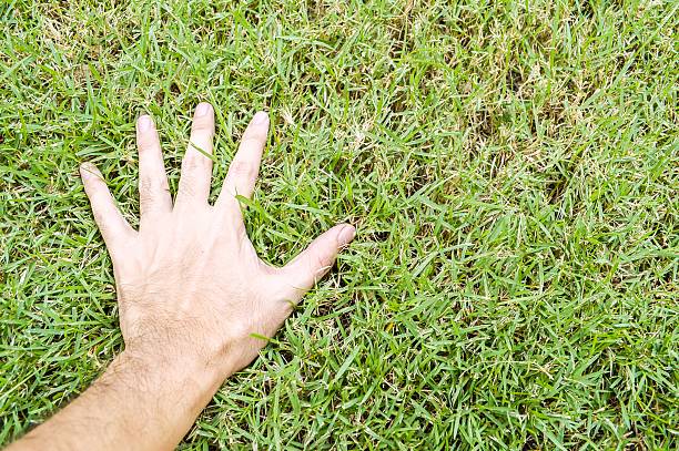 istock male hand on green grass 537213561