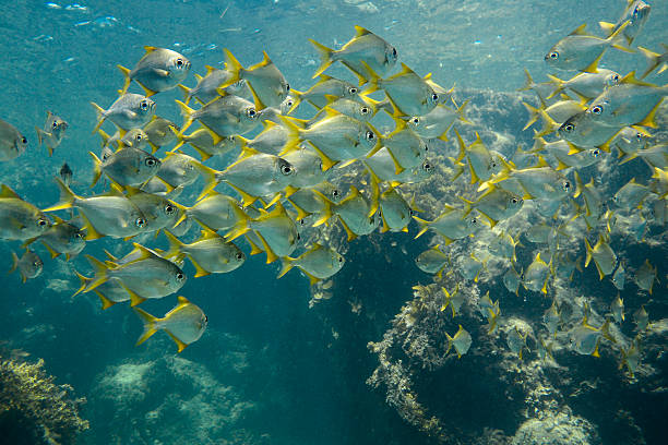 Woodward's Pomfret Schuettea woodwardi Rottnest fish Perth South Western Australia Woodward's Pomfret, Schuettea woodwardi, Family: Monodactylidae, photographed off Rottnest Island near Perth in Western Australia. Range: South Australia to Shark Bay in Western Australia. woodward stock pictures, royalty-free photos & images