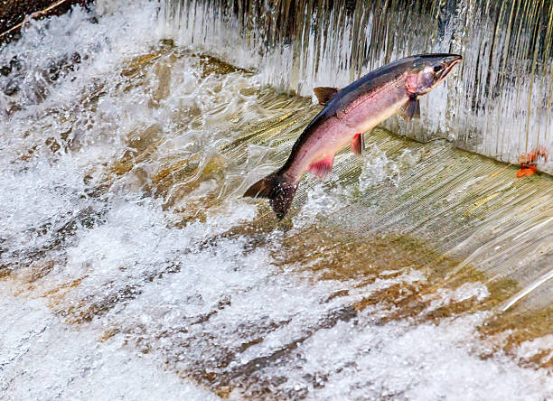 Chinook Coho Salmon Jumping Issaquah Hatchery Washington State Salmon Jumping Dam Issaquah Hatrhery Washington.  Salmon swim up the Issaquah creek and are caught in the Hatchery.  In the Hatchery, they will be killed for their eggs and sperm, which will be used to create more salmon. dam photos stock pictures, royalty-free photos & images