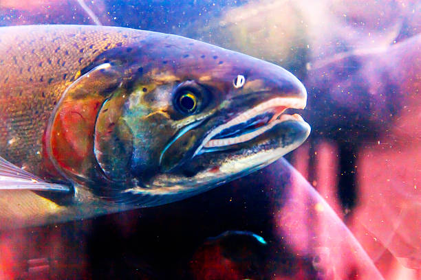 istock Chinook Coho Salmon Close Up Issaquah Hatchery Washington State 537214229