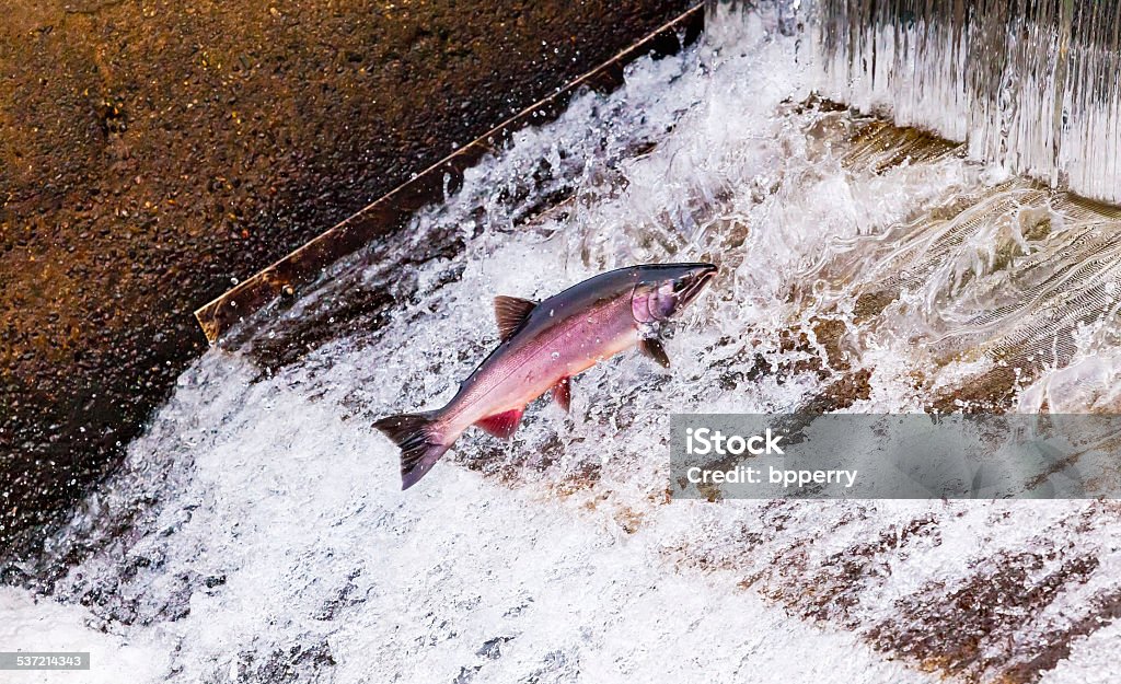 Chinook Coho Salmon Jumping Issaquah Hatchery Washington State Salmon Jumping Dam Issaquah Hatrhery Washington.  Salmon swim up the Issaquah creek and are caught in the Hatchery.  In the Hatchery, they will be killed for their eggs and sperm, which will be used to create more salmon. Salmon - Animal Stock Photo