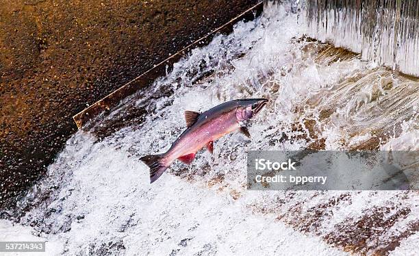 Chinook Coho Salmon Jumping Issaquah Hatchery Washington State Stock Photo - Download Image Now