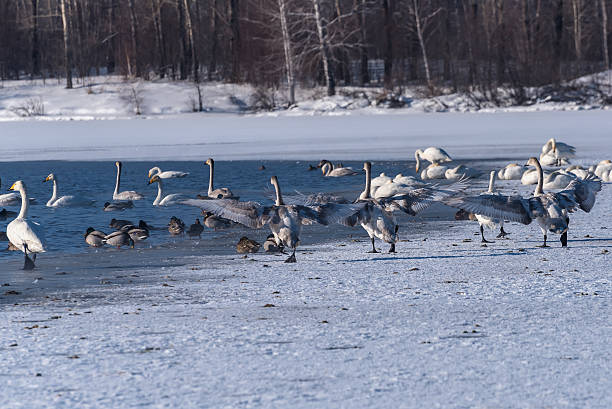 istock swan lake winter birds dance 537214439