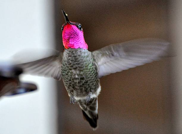 humingbird - bird hummingbird flying annas hummingbird imagens e fotografias de stock