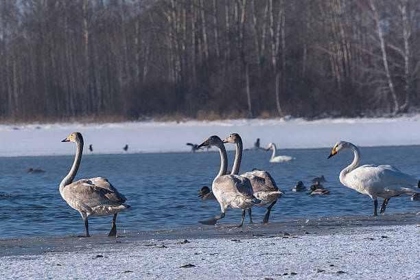 istock swan lake winter birds 537215023