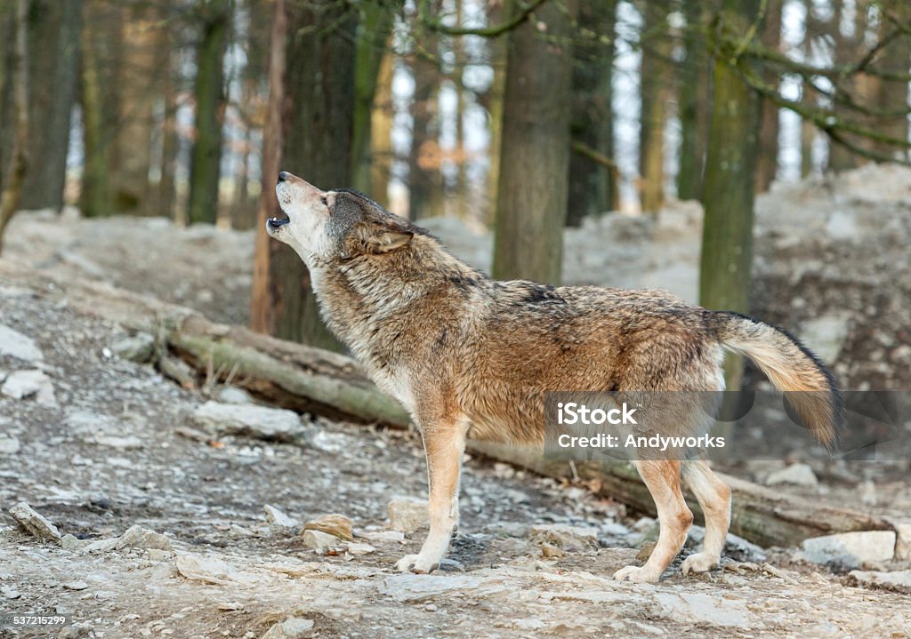 Heulenden Wolf - Lizenzfrei Wolf Stock-Foto