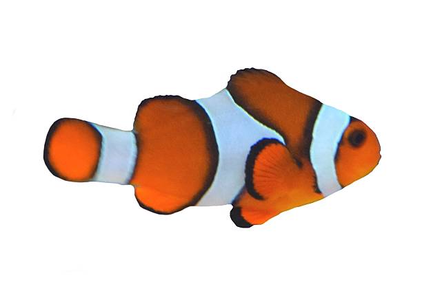 istock cute tropical clown fish isolated white background 537223484