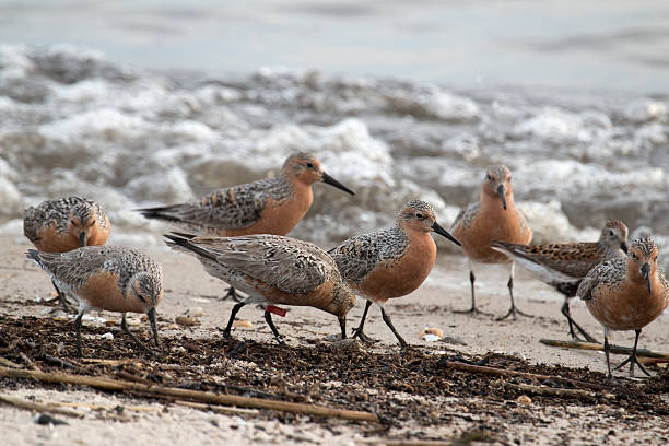 Feeding red knot sandpiper birds Reeds Beach New Jersey On Reeds Beach facing the Delaware Bay, hundreds of migrating, endangered red knot sandpipers feed hungrily on horseshoe crab eggs on Cape May Peninsula, New Jersey. wader bird stock pictures, royalty-free photos & images