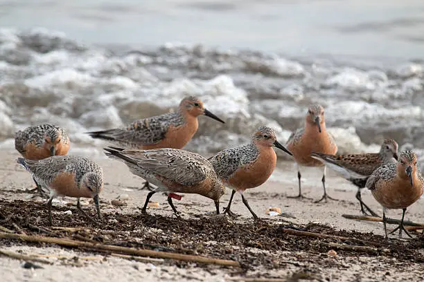 On Reeds Beach facing the Delaware Bay, hundreds of migrating, endangered red knot sandpipers feed hungrily on horseshoe crab eggs on Cape May Peninsula, New Jersey.