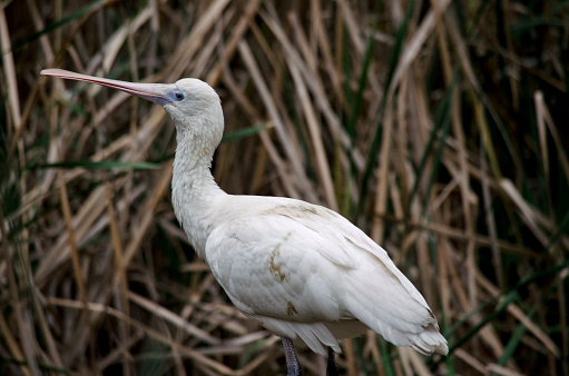 the yellow-billed spoonbill is standing on a tree branch