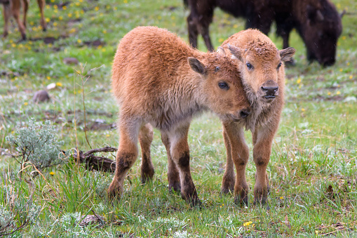 Yellowstone Bison Calves Gently Touching Heads in Field