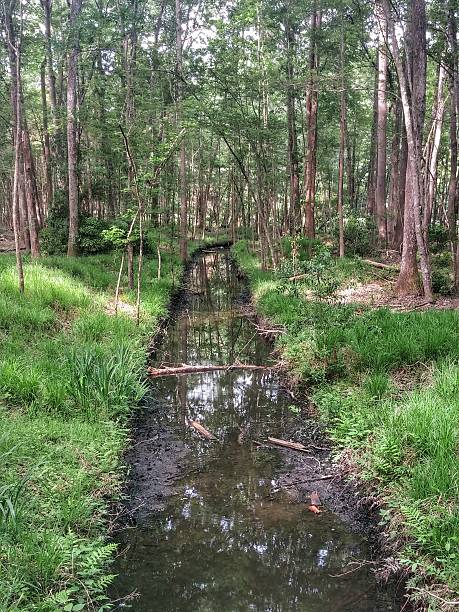istock Water, Stream, Swamp Forest Marsh Landscape, Trees, Plants, South Carolina 537229250