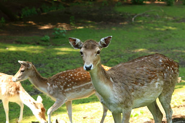 istock Deer at Dean Castle Country Park, kilmarnock 537229328